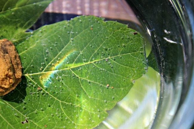 Leaf Transpiration Experiment Leaf submerged in water with air bubbles