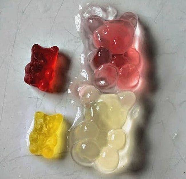 Gummy Bear Osmosis Two regular-sized gummy bears next to two large bears that have been soaked in water (2nd Grade Science)