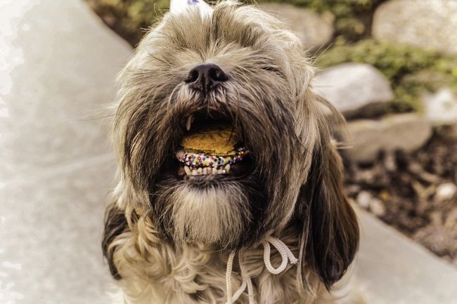 5th Grade Science Dog Mouth Pixabay Dog with its mouth open and filled with treats