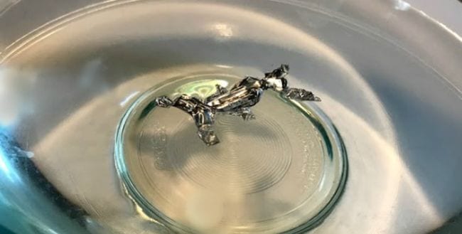 5th Grade Science The Homeschool Scientist Aluminum foil bug floating on a bowl of water