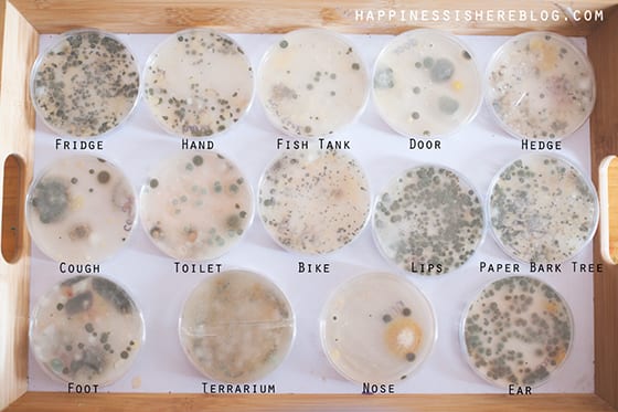 Growing Bacteria Experiment Collection of petri dishes growing mold, labeled fridge, hand, fish tank, and more