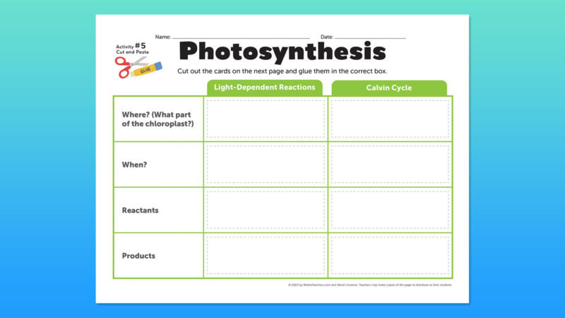 Photosynthesis-flatlay-cut&paste photosynthesis worksheets cut and paste activity