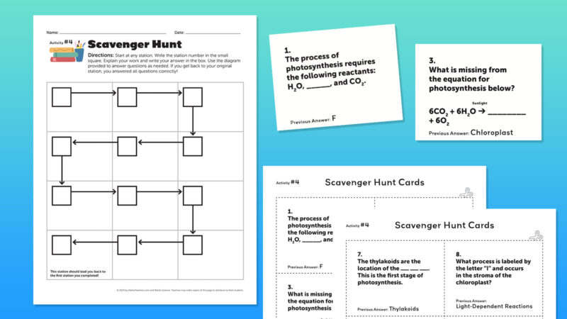 Photosynthesis-flatlay-scavenger-hunt photosynthesis scavenger hunt