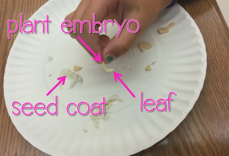 Seed Dissection Activity Child dissecting a large seed, with parts like plant embryo, seed coat, and leaf labaled