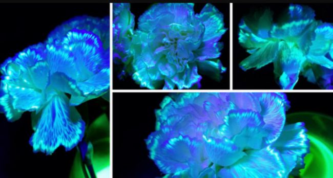 Third Grade Science: Glowing Flowers Flowers with their vascular systems glowing blue and green under black light