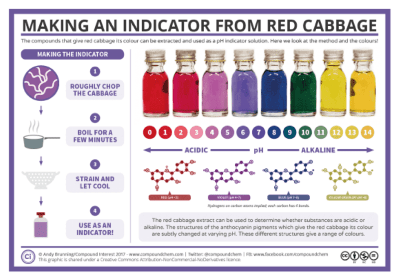 Making an indicator from red cabbage Making a PH indicator from cabbage for 6th grade scientists.